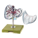 Vascular Architecture Of The Liver Model